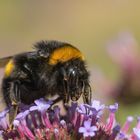 Hummel auf Eisenkraut I