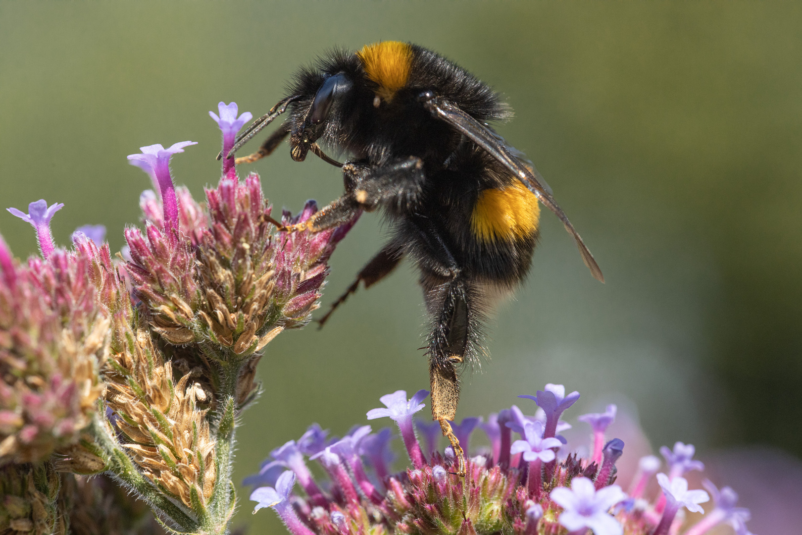 Hummel auf Eisenkraut II