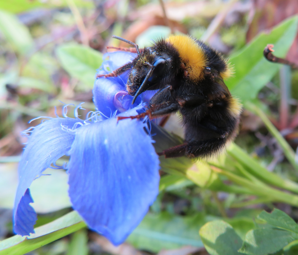 Hummel auf Enzian