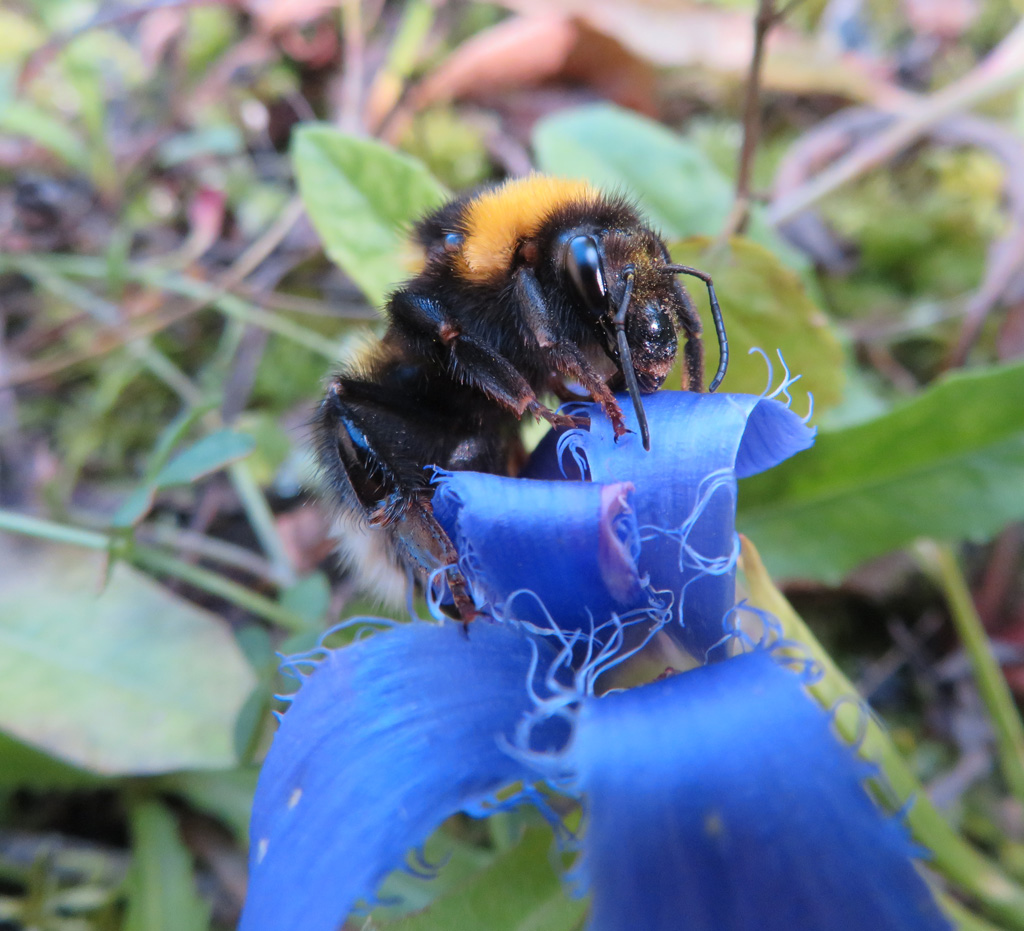 Hummel auf Enzian