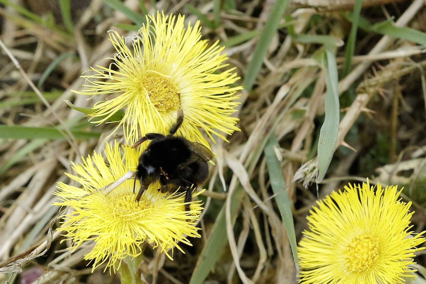 Hummel auf erster Blüte