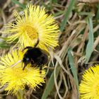 Hummel auf erster Blüte