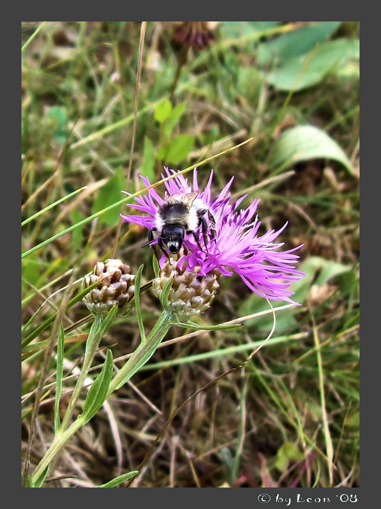 Hummel auf Färberscharte