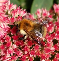 Hummel auf Fetthenne