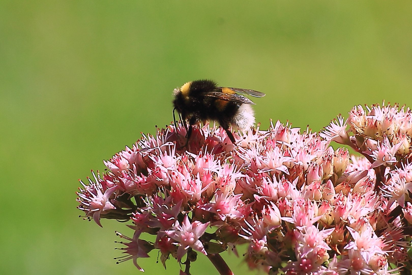 Hummel auf Fetthenne