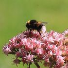 Hummel auf Fetthenne