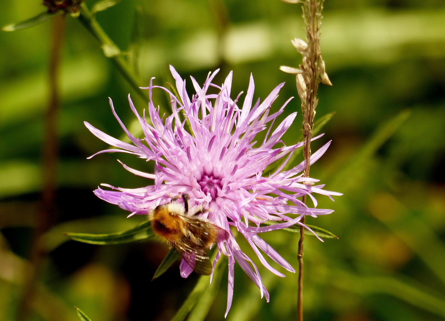 Hummel auf Flockenblume