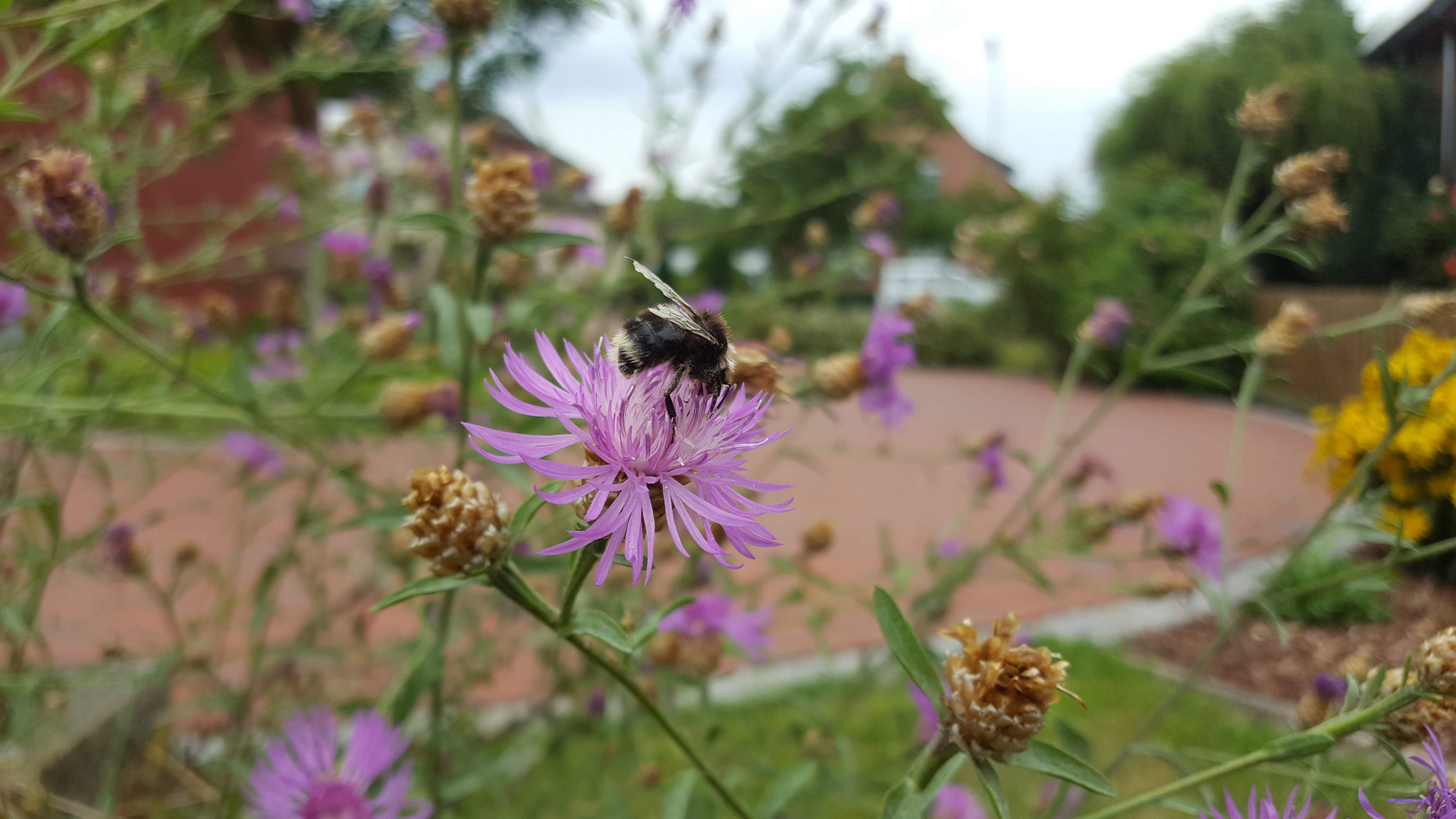 Hummel auf Flockenblume