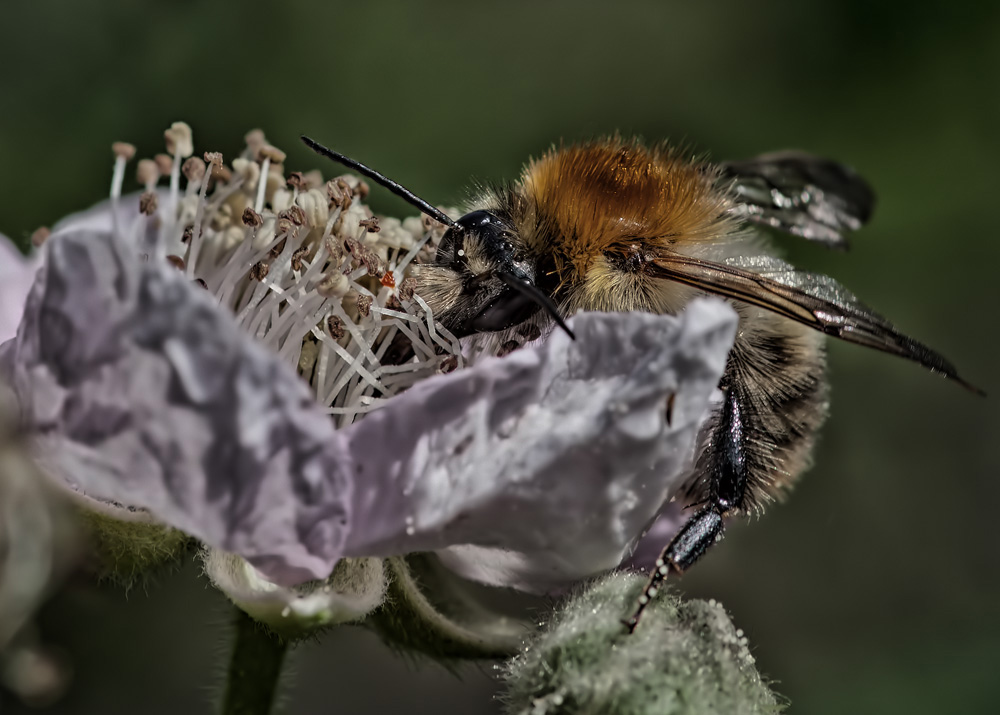 Hummel auf Futtersuche