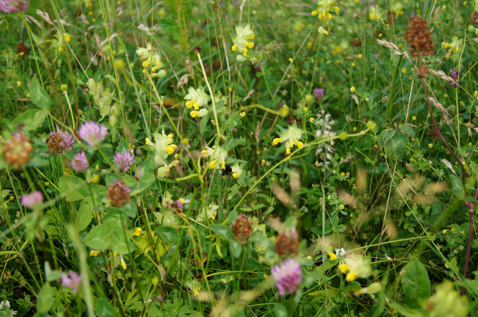 Hummel auf Futtersuche