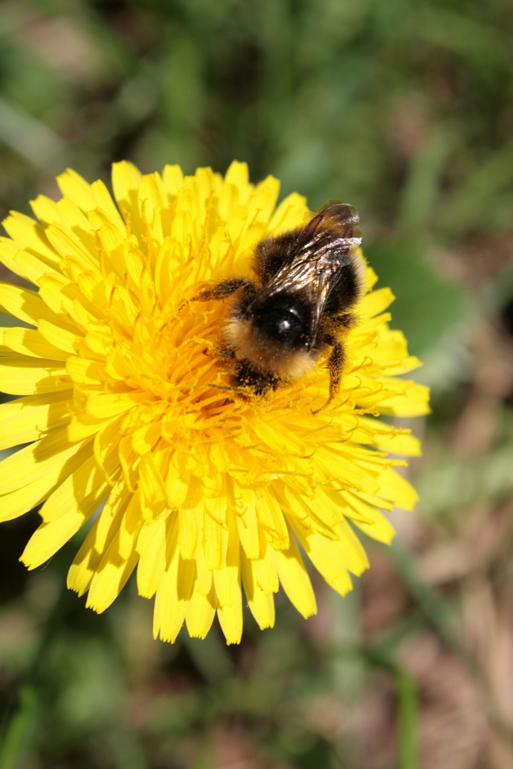 Hummel auf Futtersuche