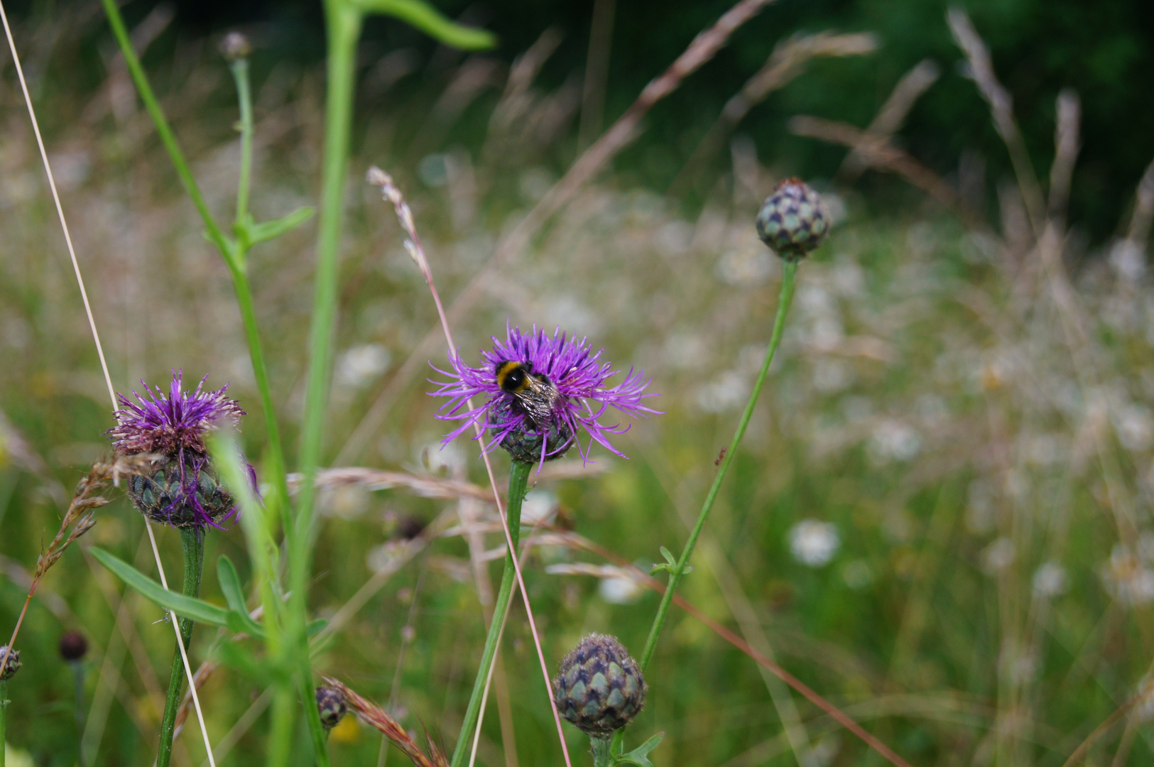 Hummel auf Futtersuche, die 2.