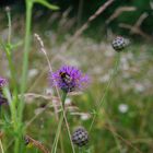 Hummel auf Futtersuche, die 2.