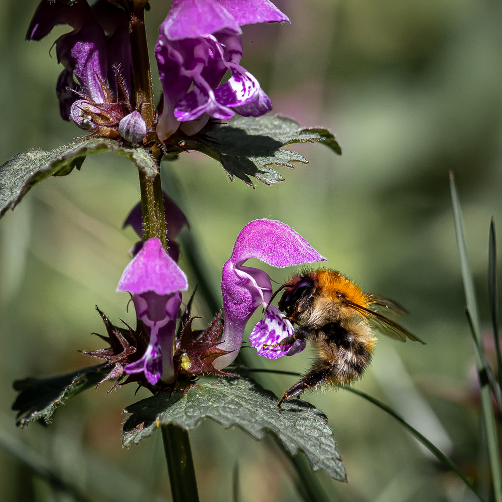 Hummel auf gefleckter Taubnessel