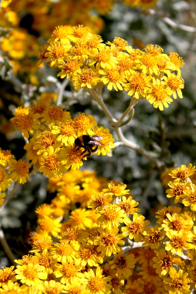 Hummel auf Gelb