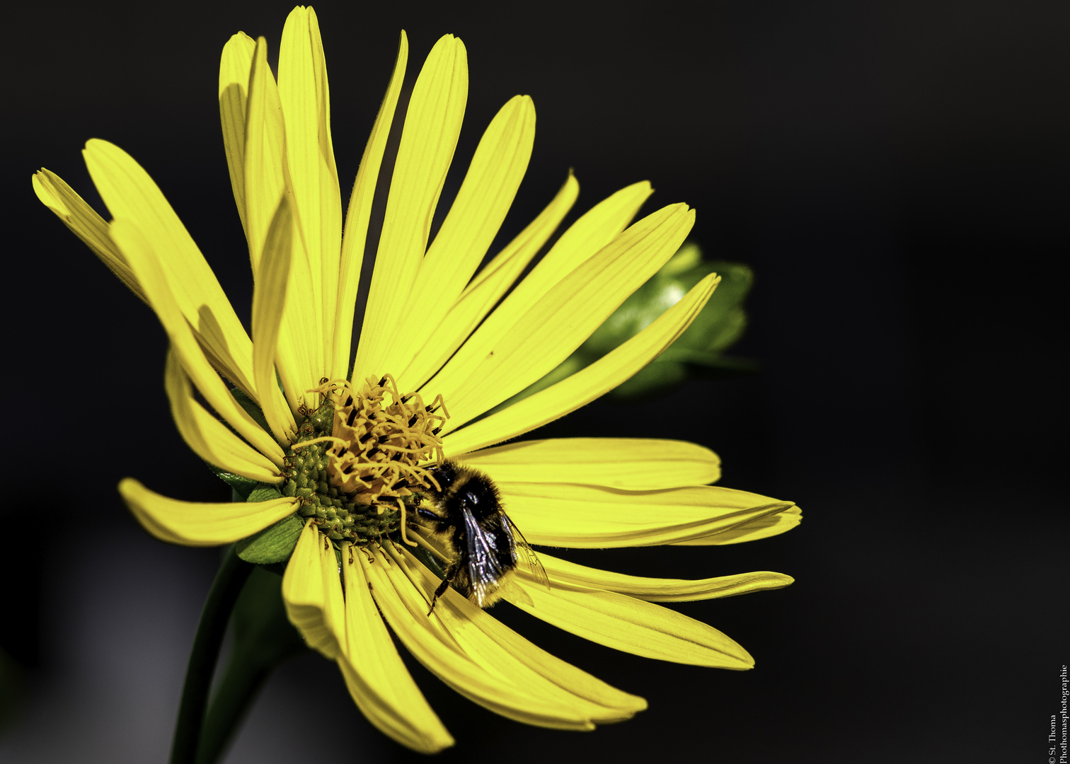 Hummel auf gelber Blume