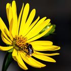 Hummel auf gelber Blume
