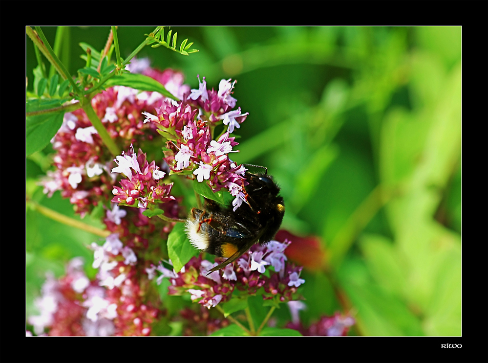 Hummel auf gemeinem Dost (Origanum vulgare)