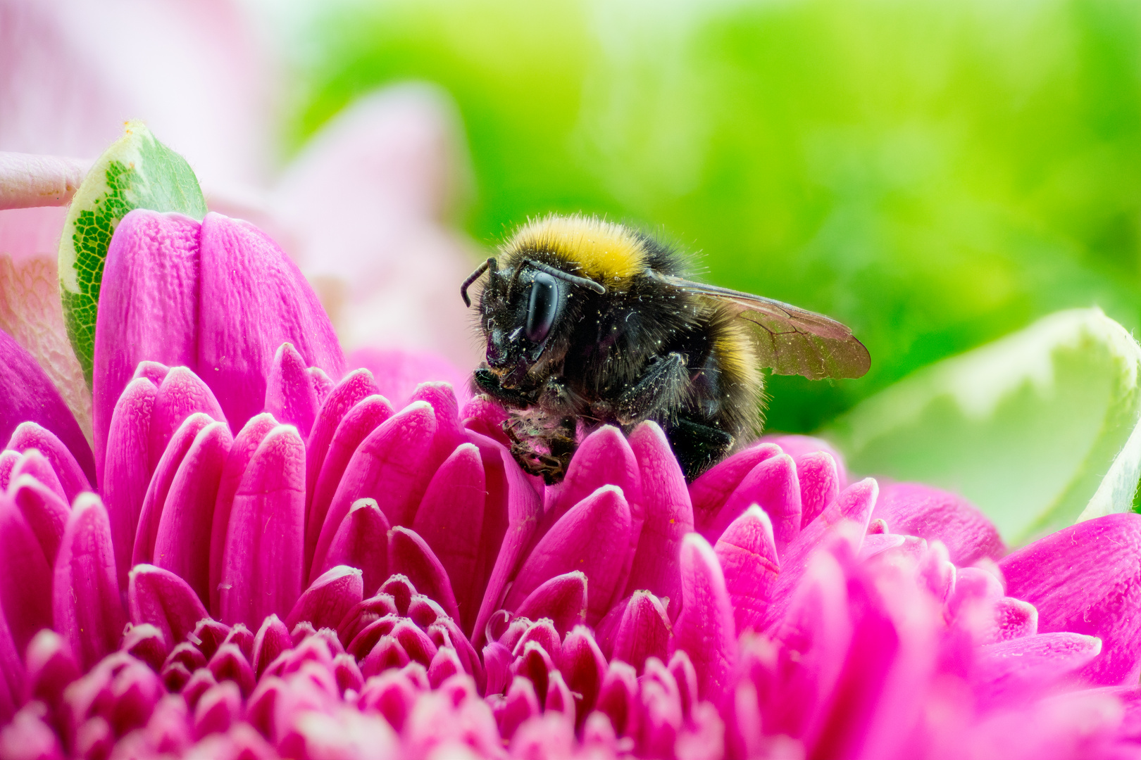 Hummel auf Gerbera I