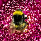 Hummel auf Gerbera II