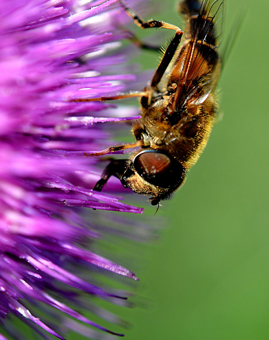 Hummel auf Gewöhnlicher Kratzdistel