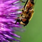 Hummel auf Gewöhnlicher Kratzdistel