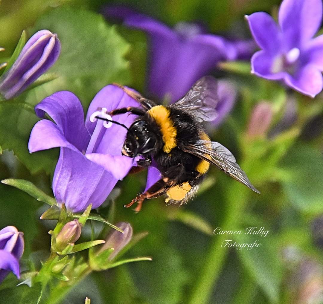 Hummel auf Glockenblume