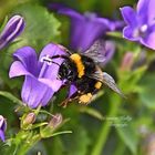 Hummel auf Glockenblume