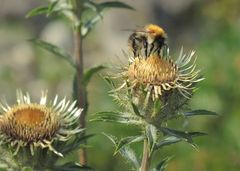 Hummel auf Golddistel