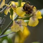 Hummel auf Goldlack