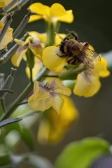 Hummel auf Goldlack