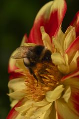 Hummel auf Halskrausendahlie