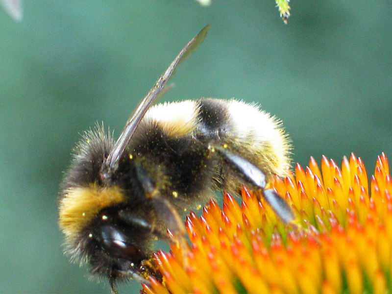 Hummel auf heißen Füßen