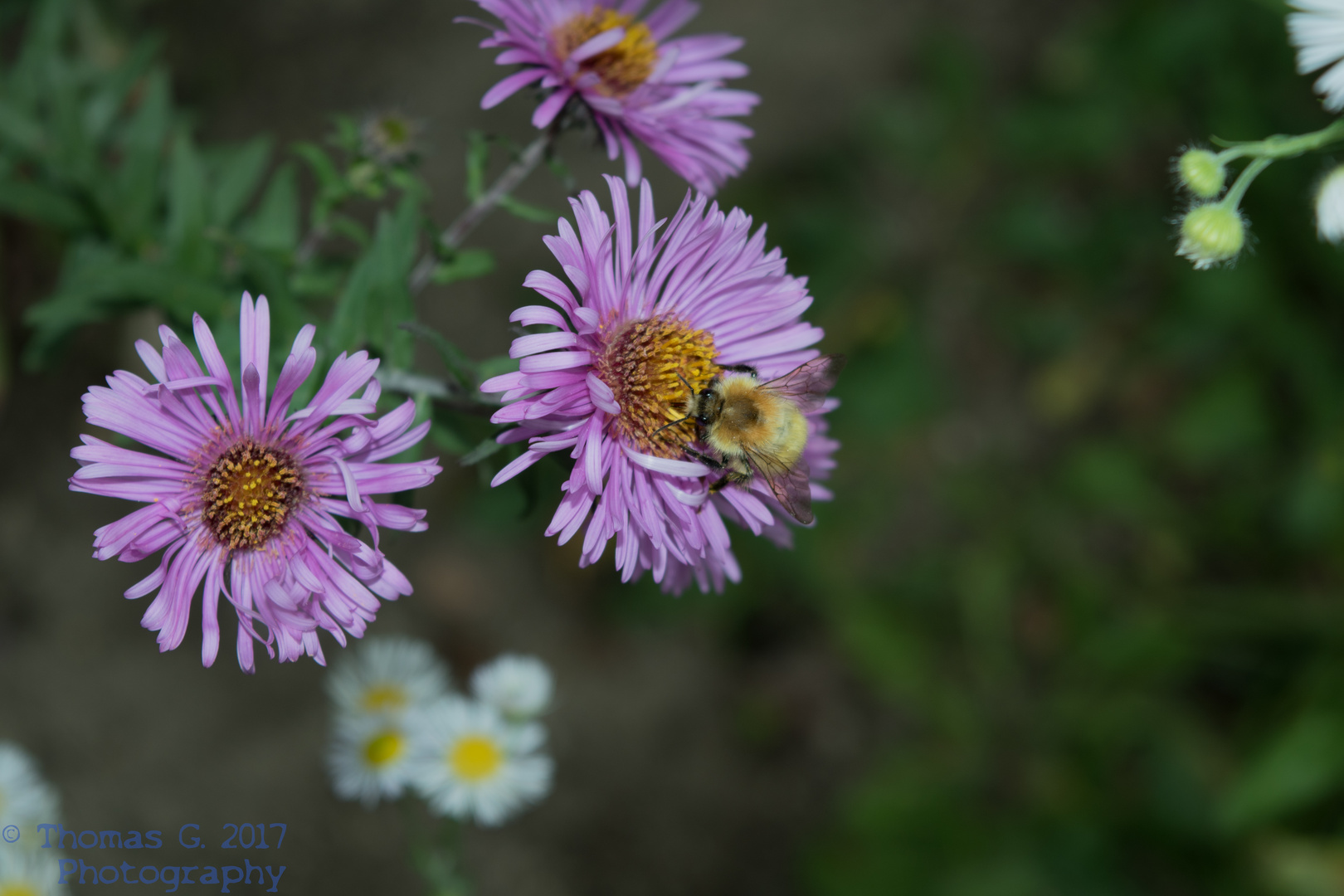 Hummel auf Herbstaster