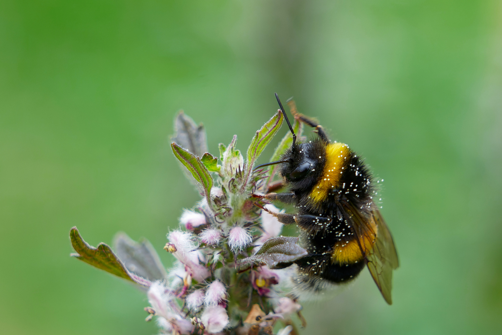 Hummel auf Herzgespann