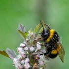 Hummel auf Herzgespann