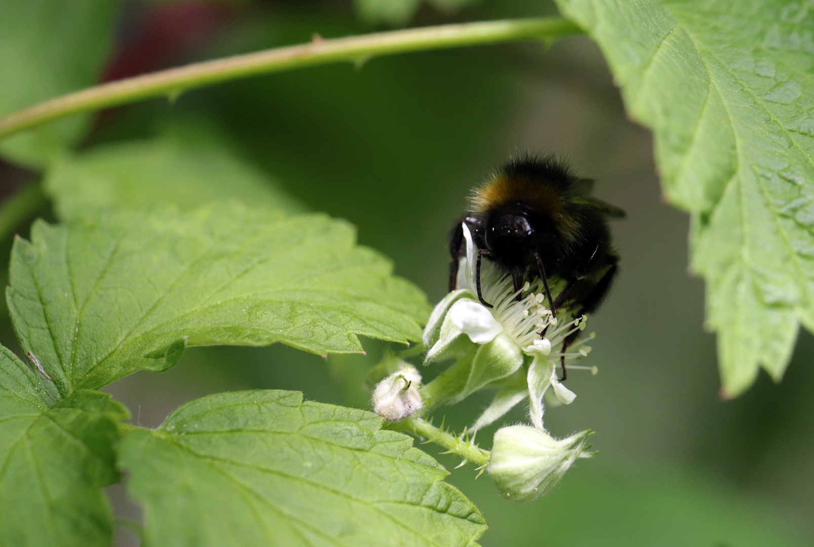 hummel auf himbeere