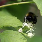 hummel auf himbeere