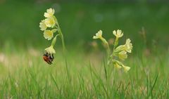 Hummel auf Himmelschlüssel