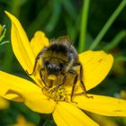 Hummel auf hohem Schönauge