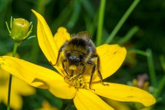 Hummel auf hohem Schönauge