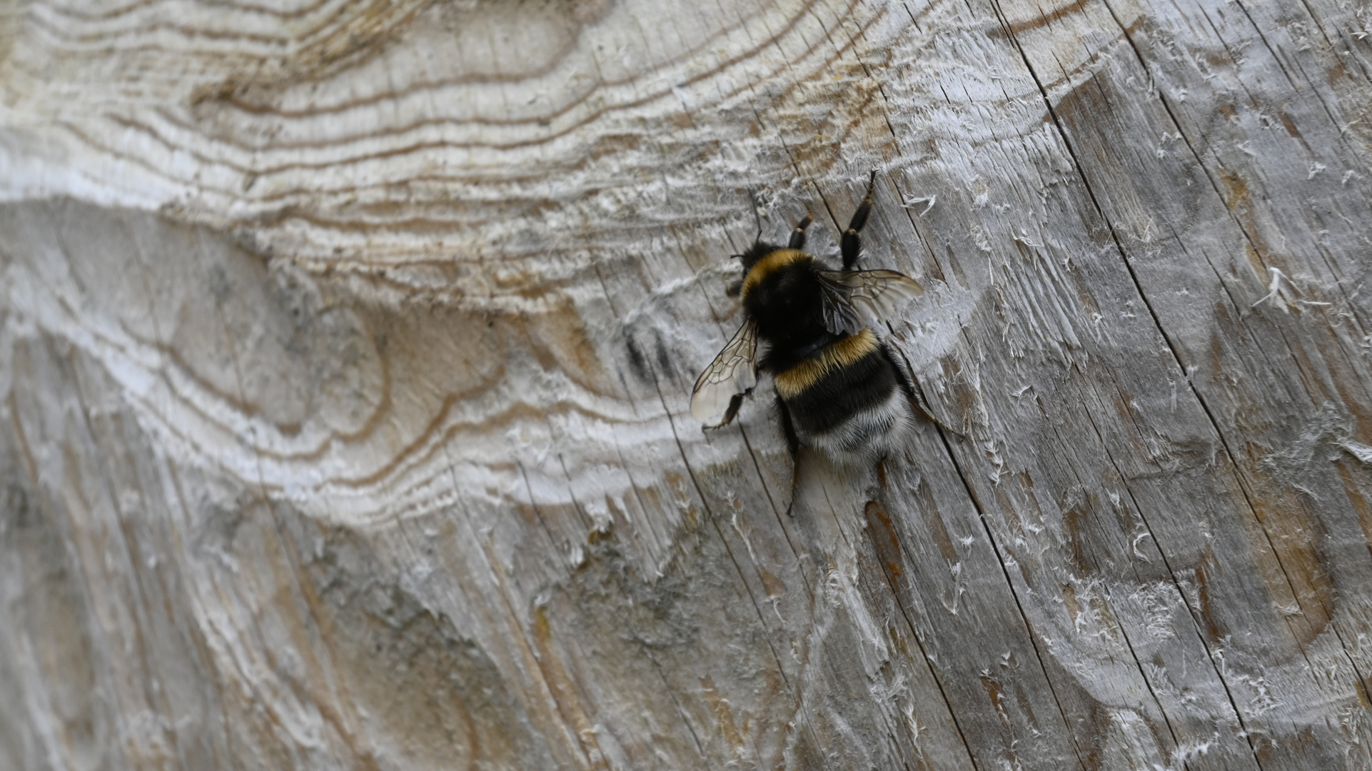 Hummel auf Holz