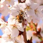 Hummel auf japanischer Kirsche