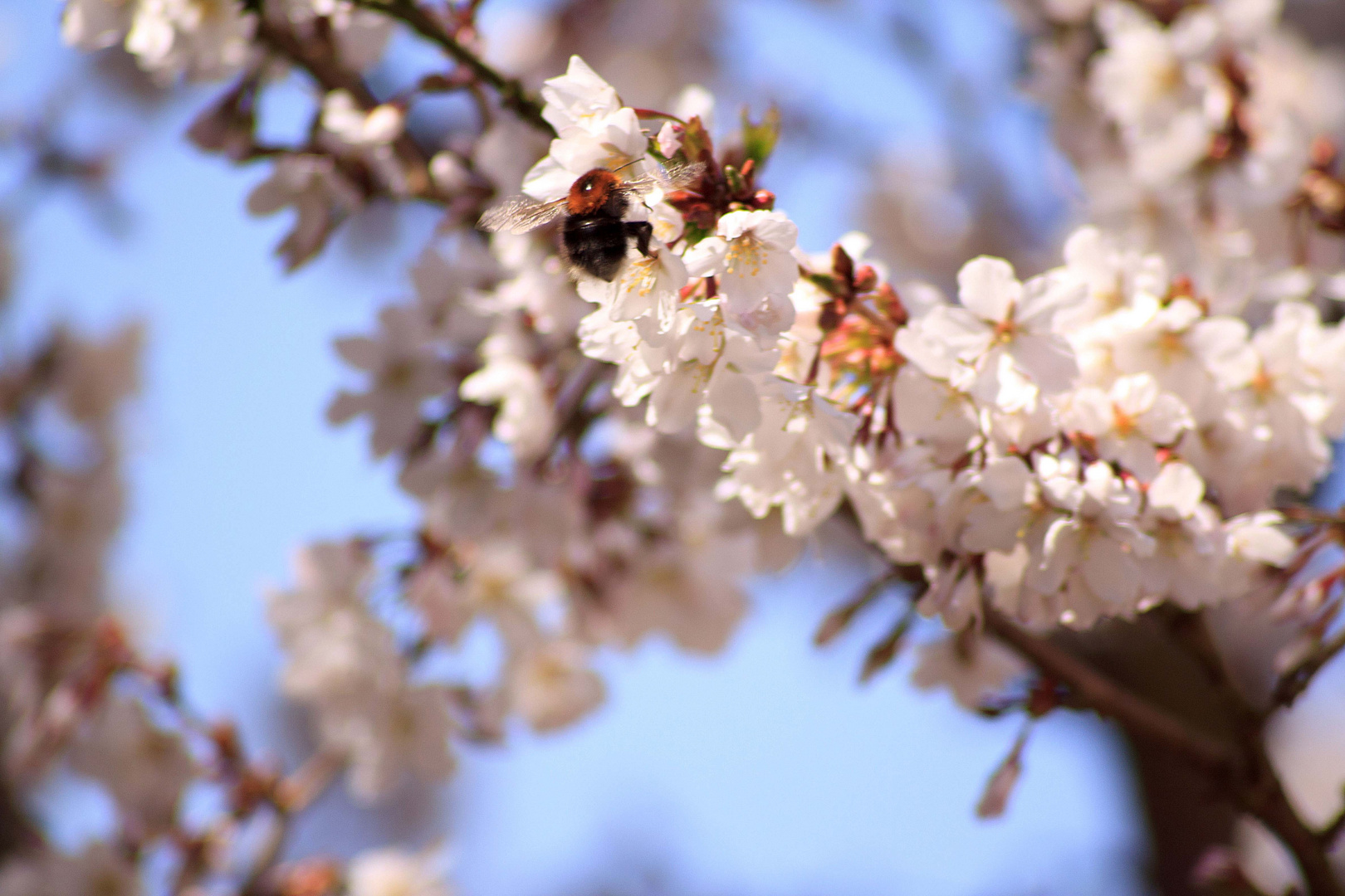 Hummel auf japanischer Kirsche