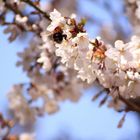 Hummel auf japanischer Kirsche