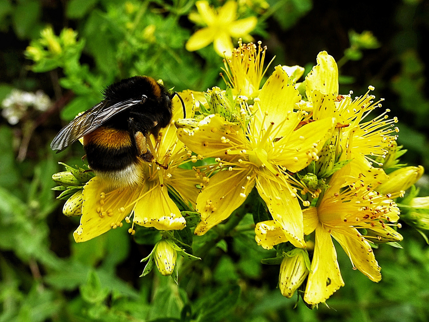 Hummel auf Johanniskraut