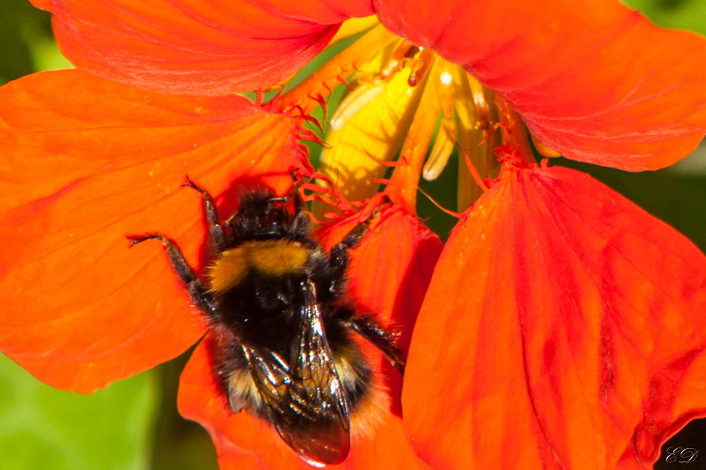 Hummel auf Kapuzinerblüte