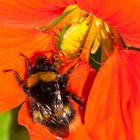 Hummel auf Kapuzinerblüte