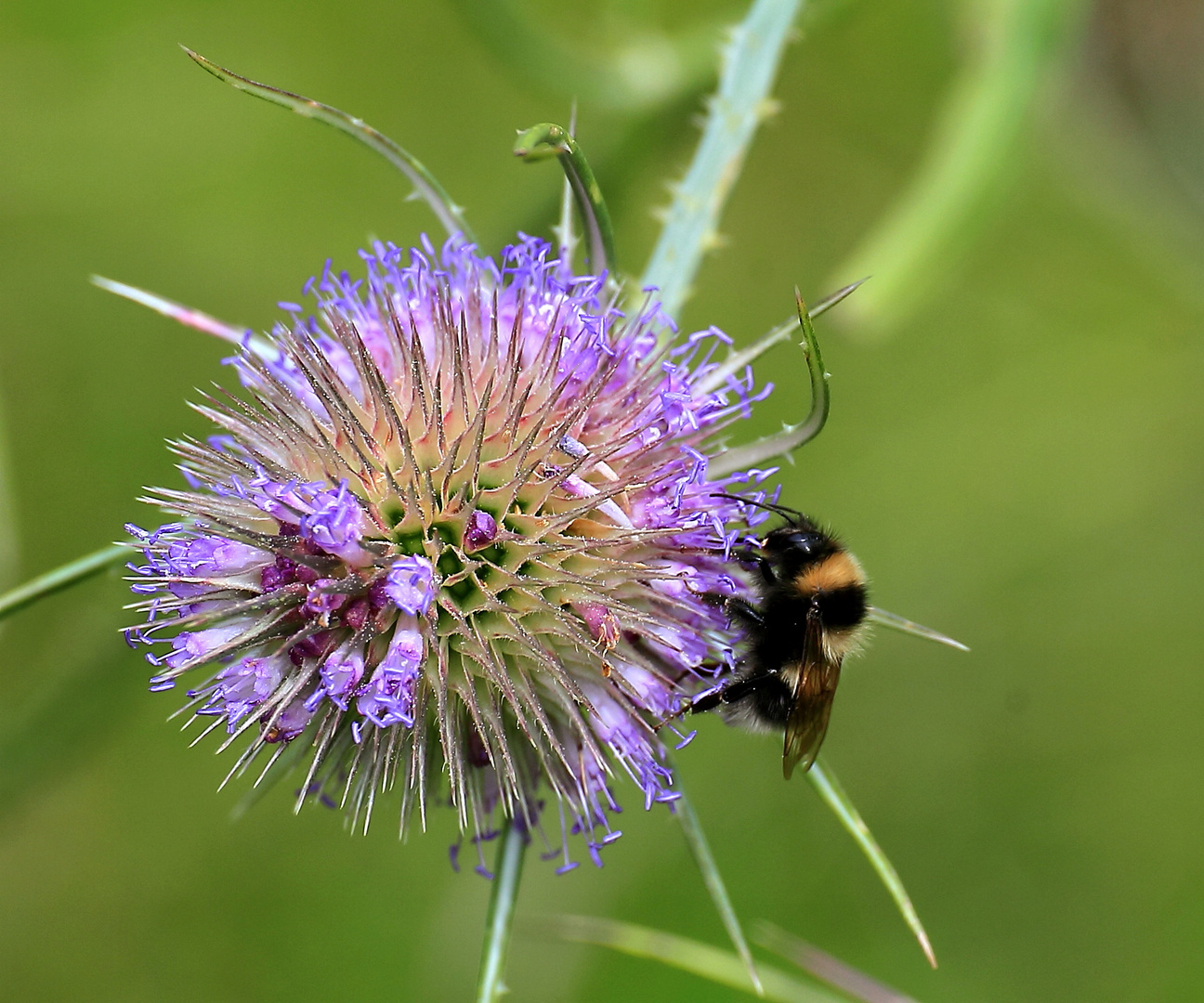 Hummel auf Karde