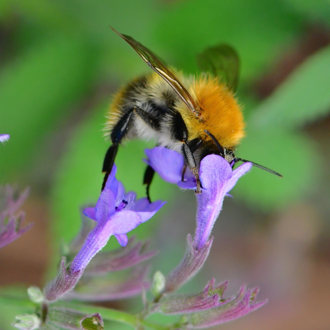 Hummel auf Katzenminze